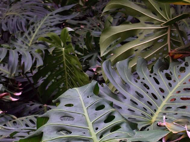Монстера (Monstera) – уход, фото, виды