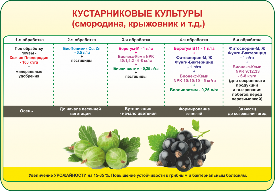 Подкормка и удобрение смородины осенью, чтобы был хороший урожай