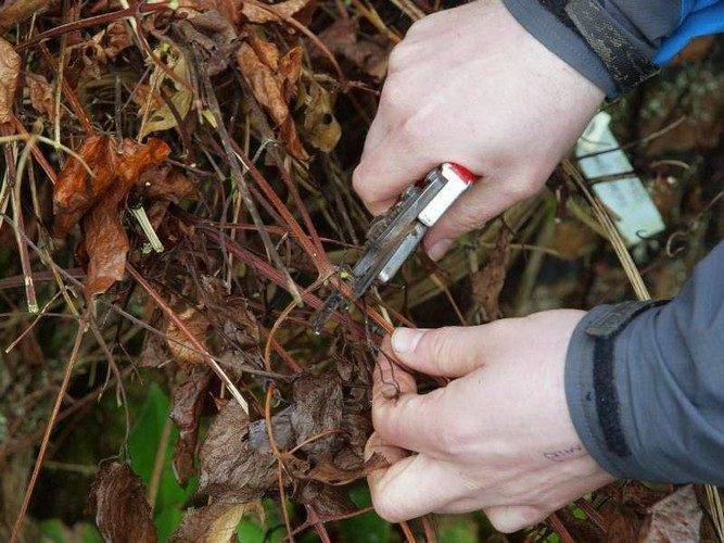 Обрезка клематиса и укутывание на зиму