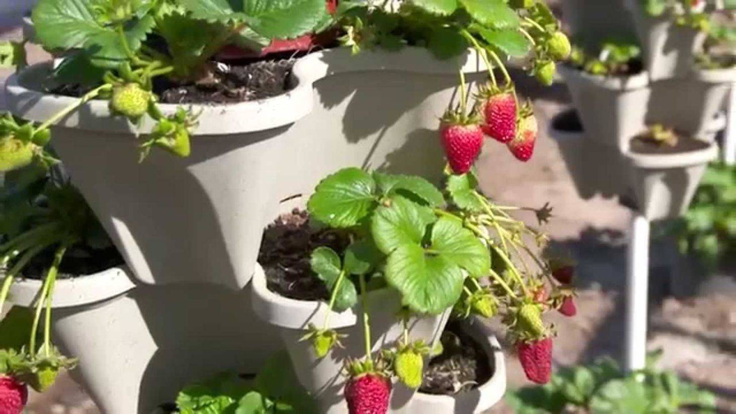 How to grow 4 types of berries hydroponically