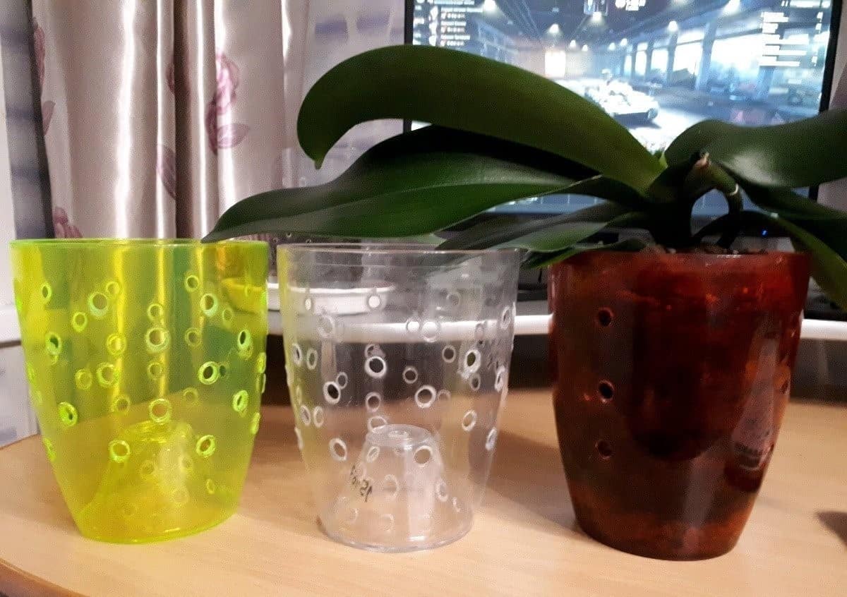 Орхидея фаленопсис: 5 правил ухода за цветком-бабочкой