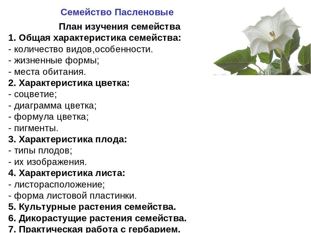 Семейство пасленовые: овощи. список, описание, характеристики. помидоры, картофель, баклажаны
