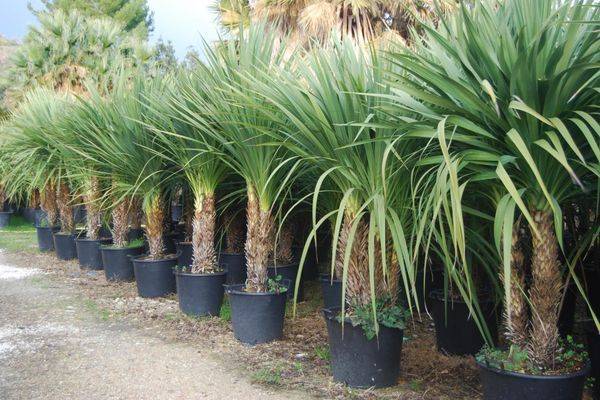 Кордилина (Cordyline) – уход, фото, виды
