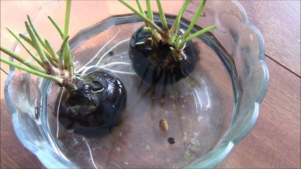 Как выращивать каштан? Как правильно прорастить каштан дома из ореха? Где посадить каштан на участке