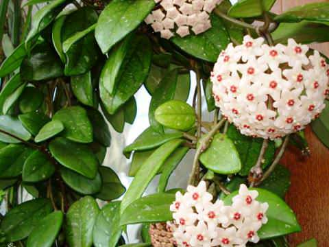 27 самых популярных тенелюбивых комнатных растения с фото
