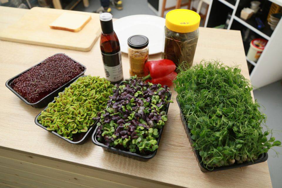 Микрозелень – модно и полезно: какие растения подходят для выращивания микрогрина?