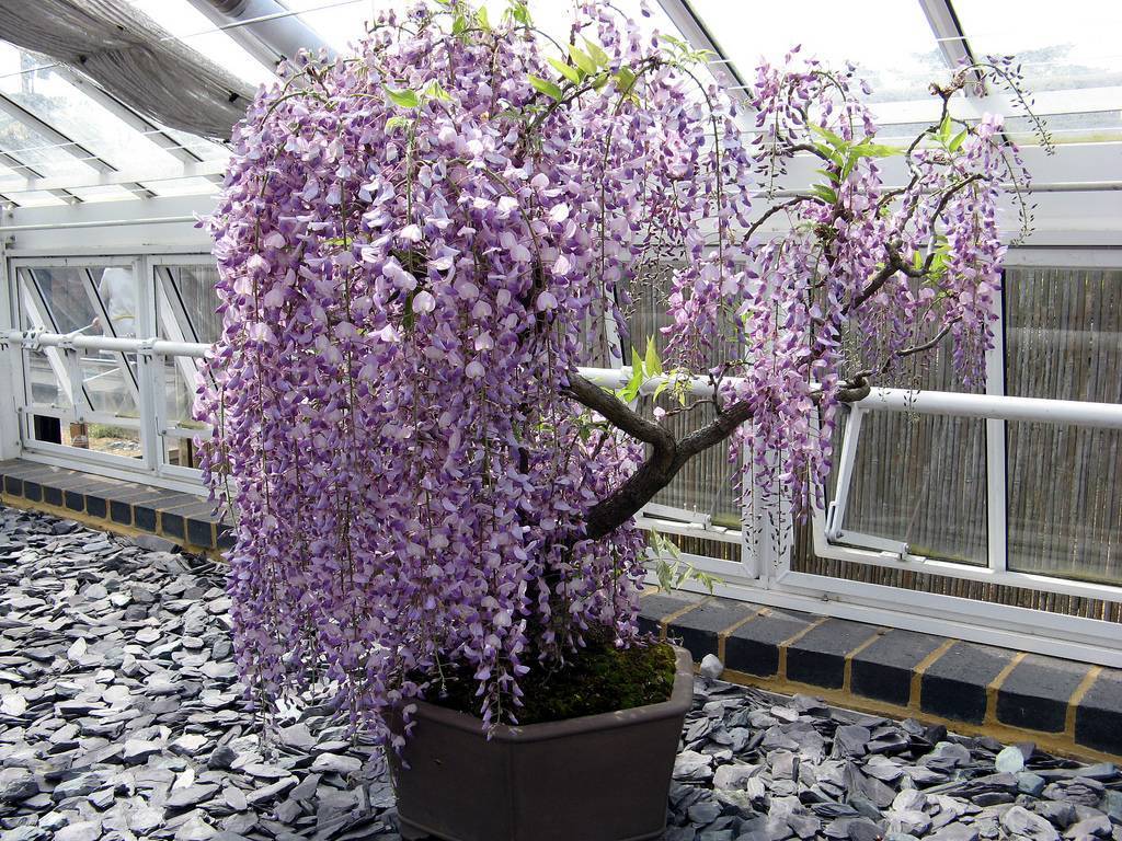 Цветущая лиана: названия, описание с фото, размножение, пересадка, особенности ухода и советы специалистов