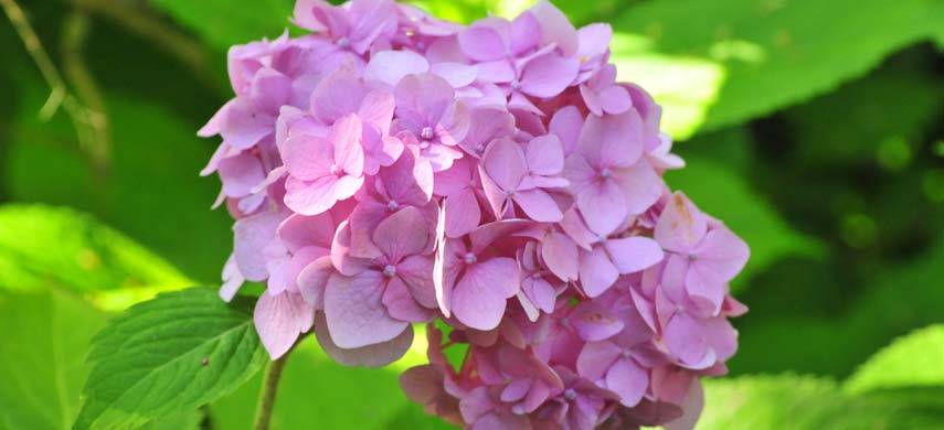 Домашняя гортензия: уход, фото, описание, сорта и особенности разведения