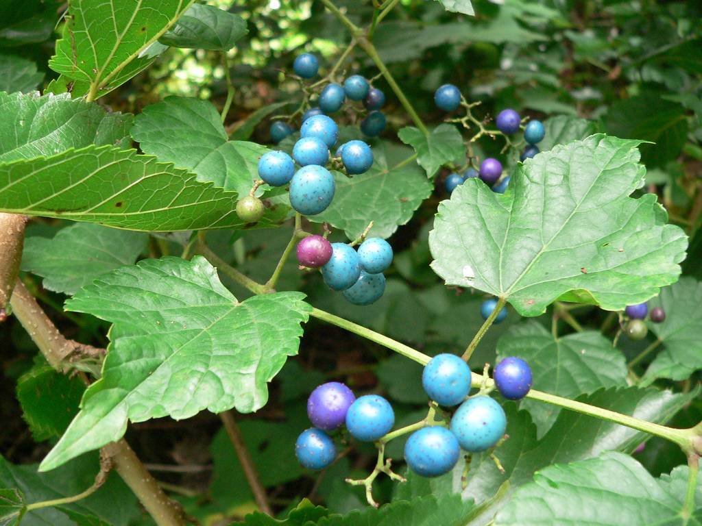 10 цветущих лиан для сада