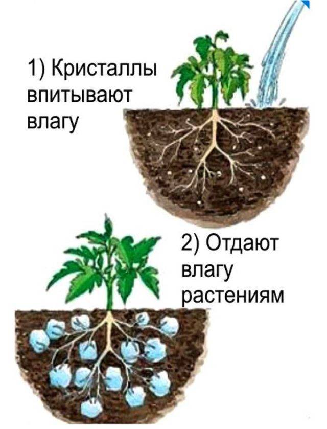 Гель для цветов для земли. Гидрогель для цветов аквагрунт: инструкция по применению, отзывы