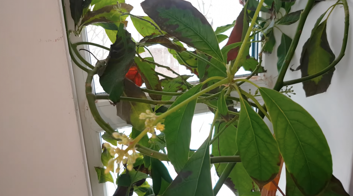 Авокадо на подоконнике