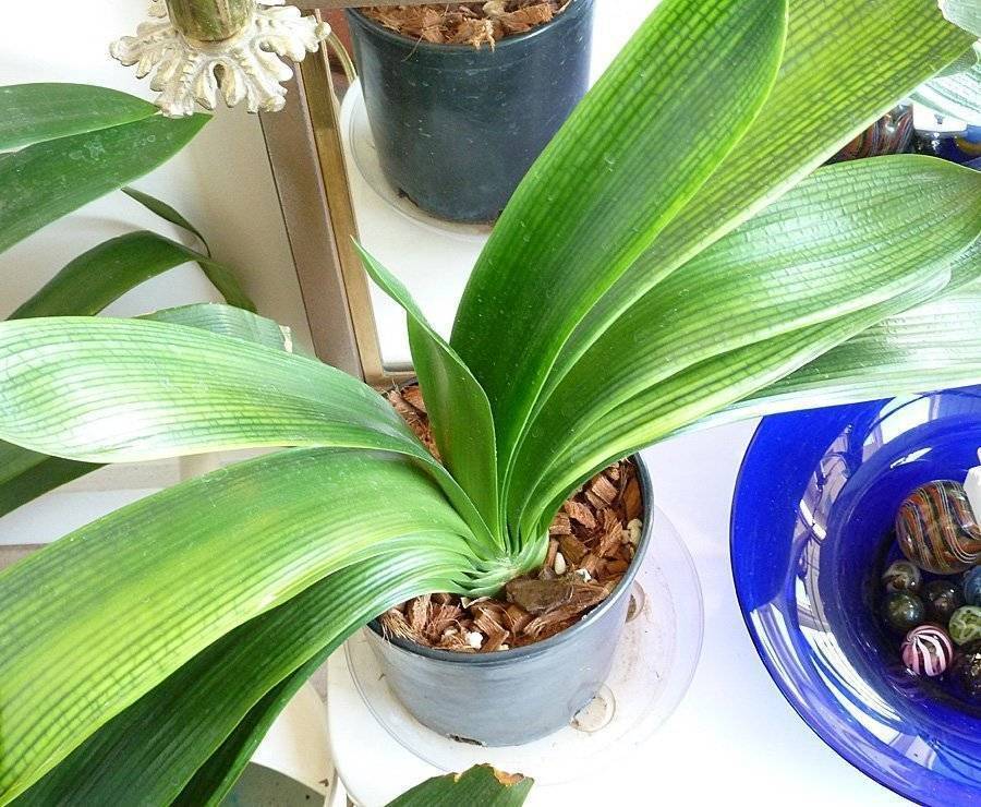 Кливия — неприхотливая африканская гостья