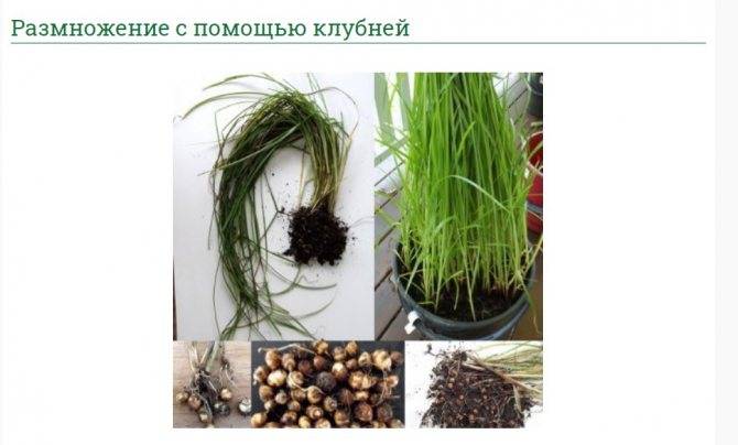 Фото циперуса