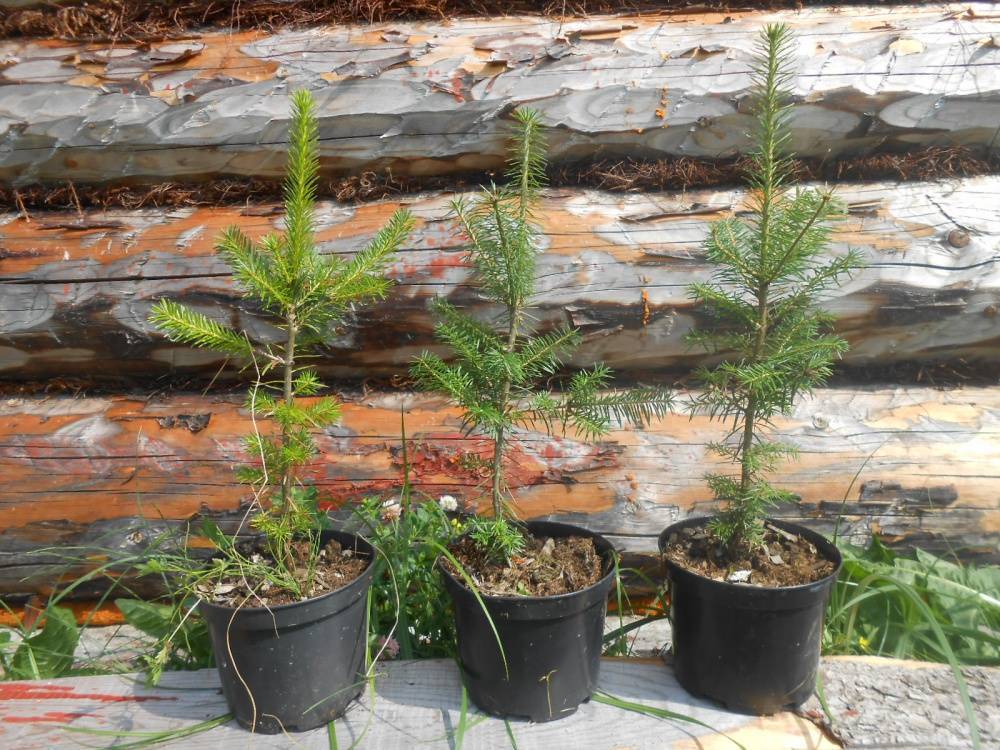 Пихта: выращивание, размножение, виды и сорта