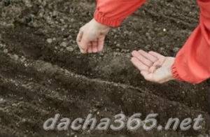 Щавель: выращивание на огороде, свойства