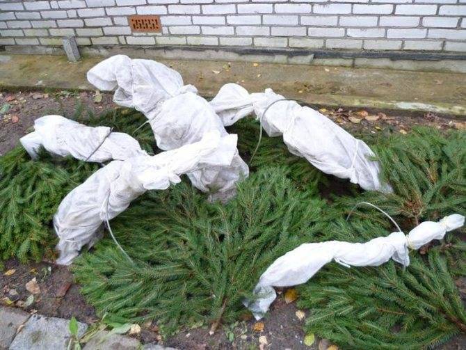 Гортензия: подготовка к зиме, обрезка и укрытие
