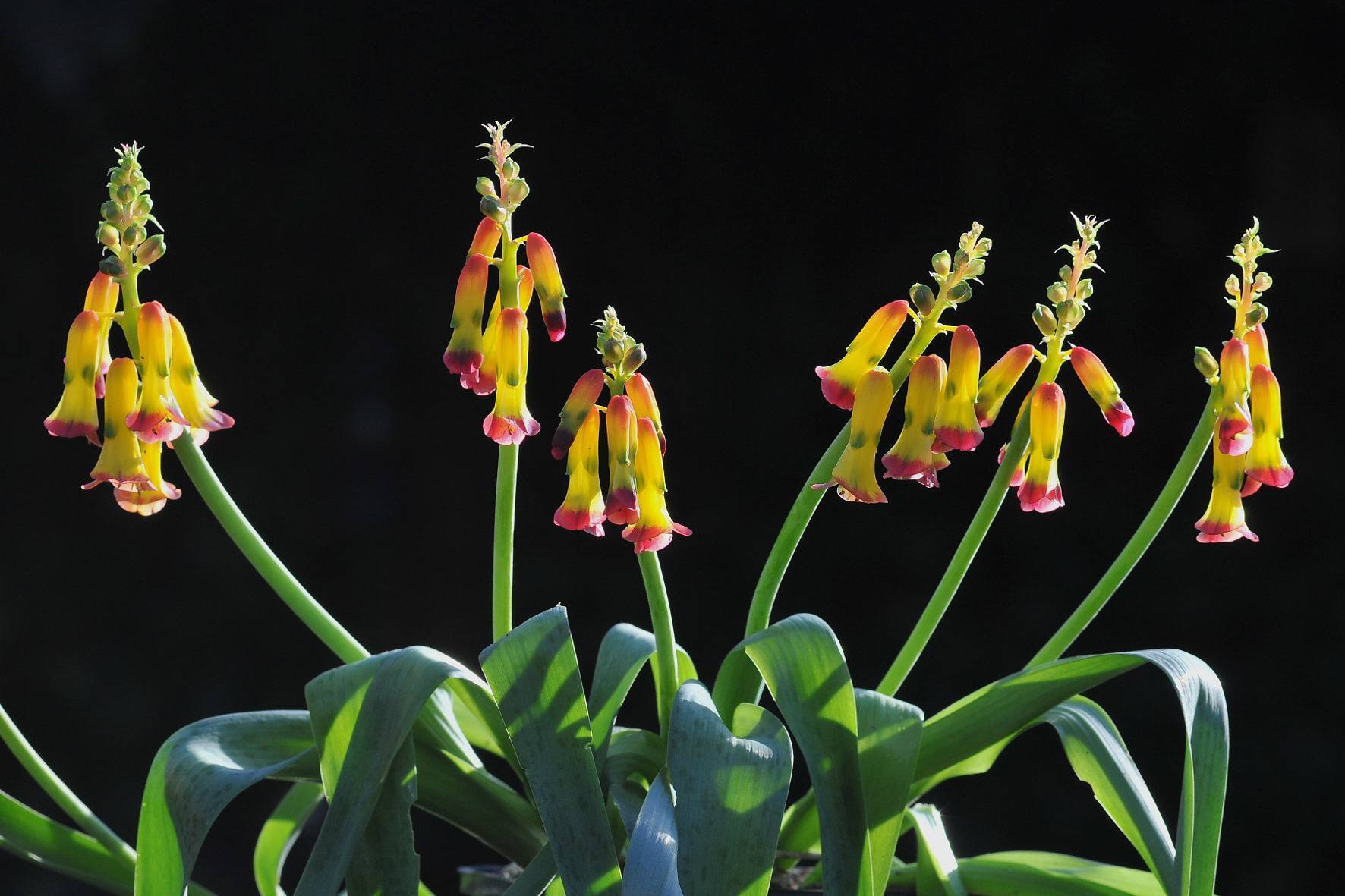 Экзотические цветы для дома: обзор, описание, особенности выращивания