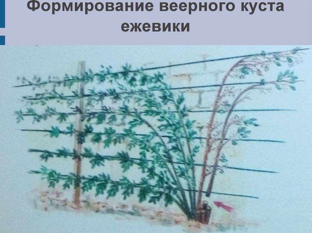 Ежевика: посадка и уход, описание выращивания, свойства, размножение, фото