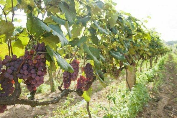 Весенняя нормировка виноградного куста зелёными побегами