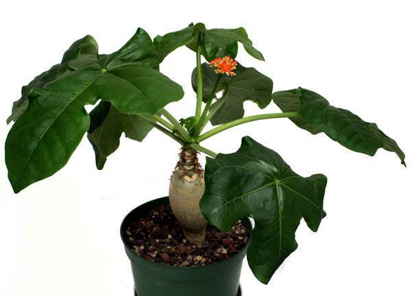 Ятрофа (Jatropha) – уход, фото, виды