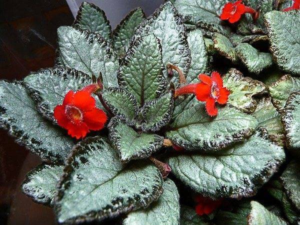 27 сортов Эписции с фото и важные правила ухода