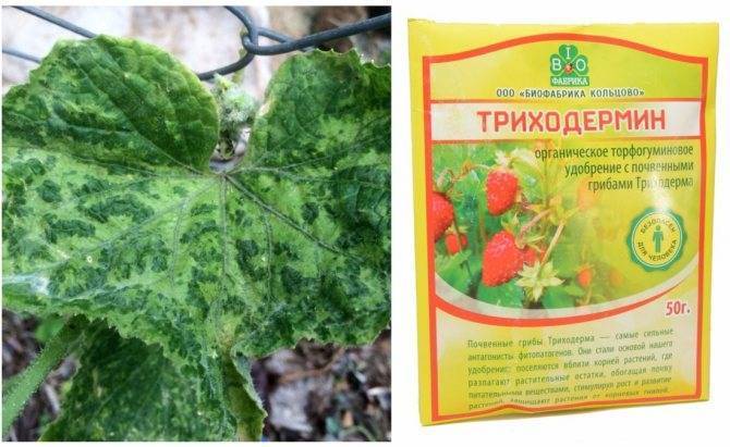 Белая гниль: лечение и профилактика склеротинии