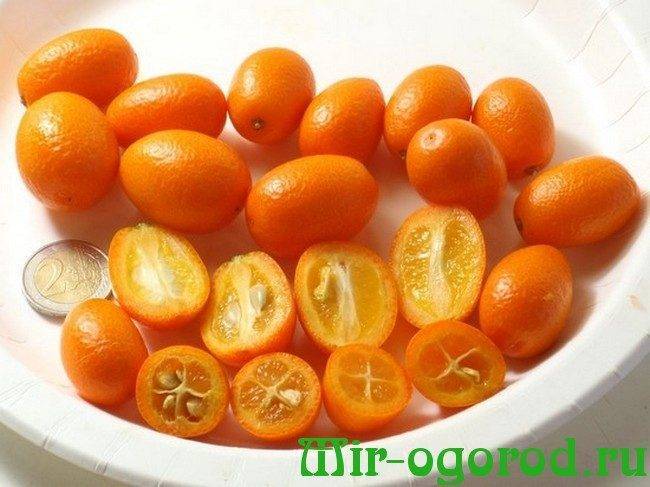 Можно ли вырастить дома экзотический кумкват и получать съедобные плоды по 2 раза в год?