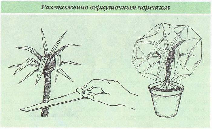 Как рассадить драцену в домашних условиях: все способы