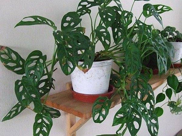 Монстера (Monstera) – уход, фото, виды