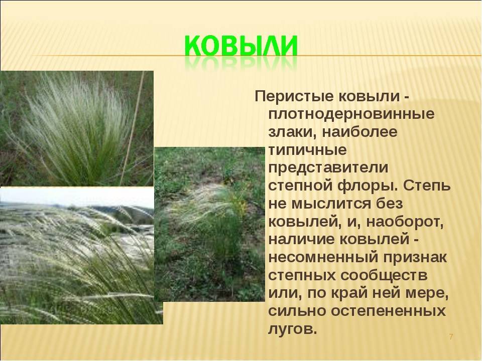 Какие признаки можно обнаружить используя приведенный рисунок у ковыля перистого