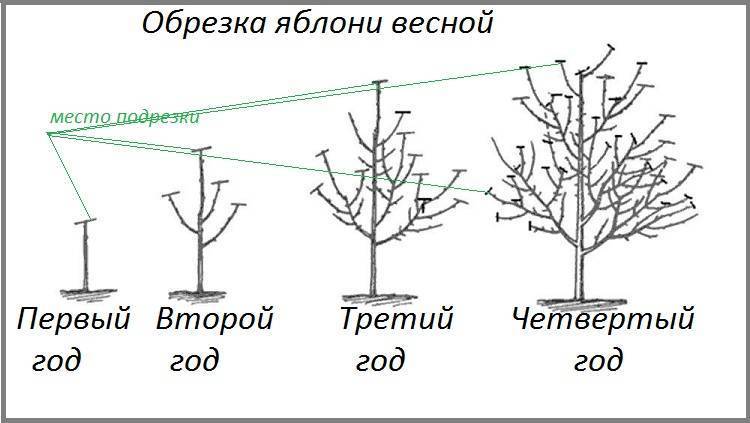 Почему яблоня сбрасывает плоды до их созревания: причины и решение проблемы, что делать