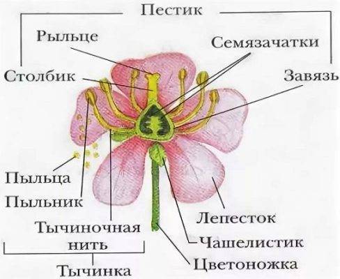 Бегониевые