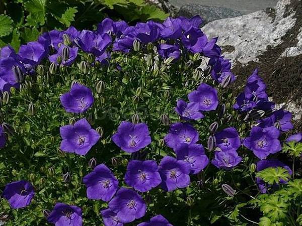Кампанула или Жених и невеста: 7 популярных сортов