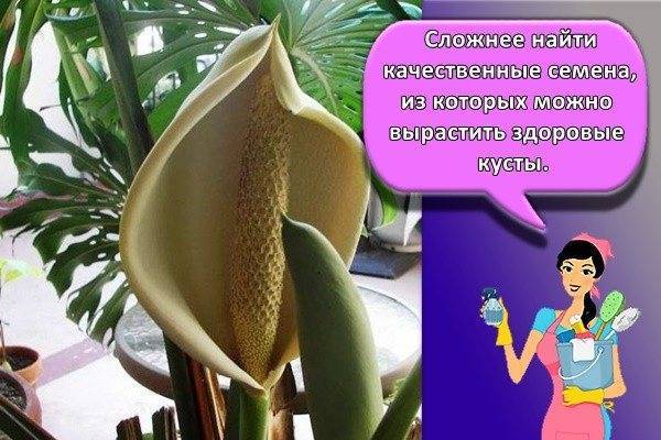 Монстера: уход в домашних условиях и правила выращивания