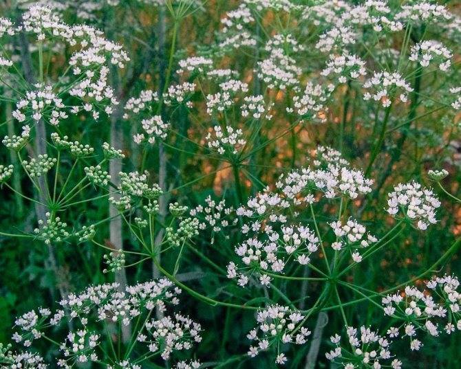 Анис: фото растения, описание и применение