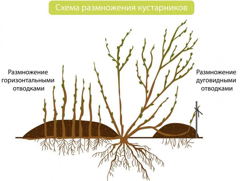 Черная смородина: выращивание, особенности ухода, обрезка и размножение, советы садоводов