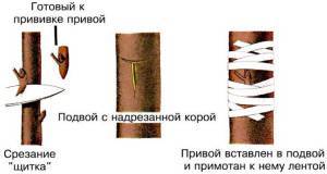 Как привить яблоню весной: пошаговая инструкция с описанием и фото, советы и рекомендации