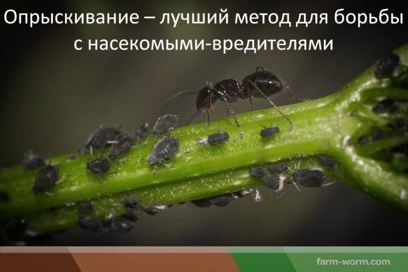 Биогумус – что это, когда нужен и как помогает бороться с вредителями
