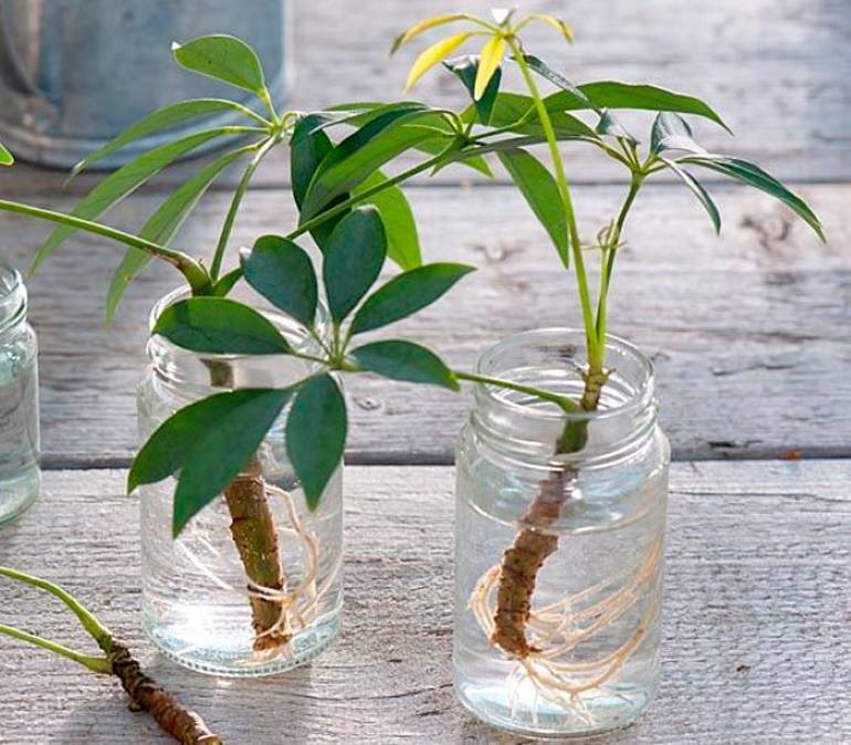 Шефлера (Schefflera) – уход, фото, виды