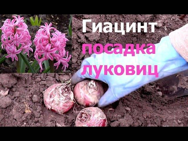 Гиацинты: посадка в открытый грунт и уход, выращивание в саду