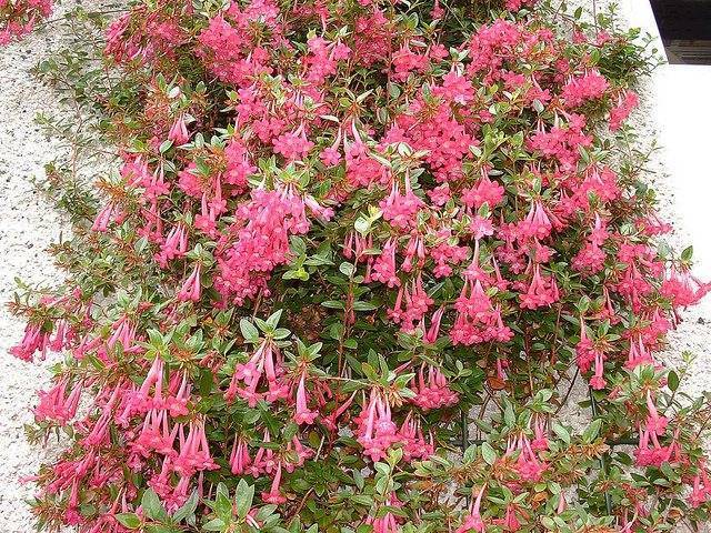 Абелия (Abelia) – уход, фото, виды