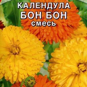 Календула: как выглядит, где растет, описание