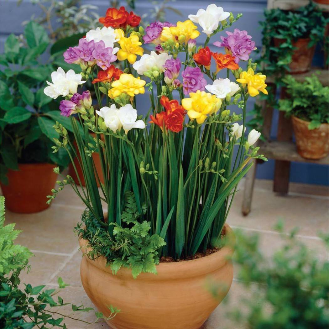 Фрезия — посадка и уход в домашних условиях, фото видов