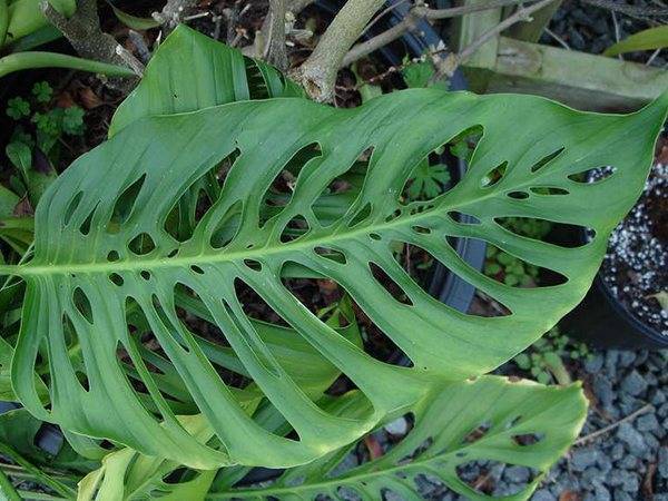 Монстера (Monstera) – уход, фото, виды