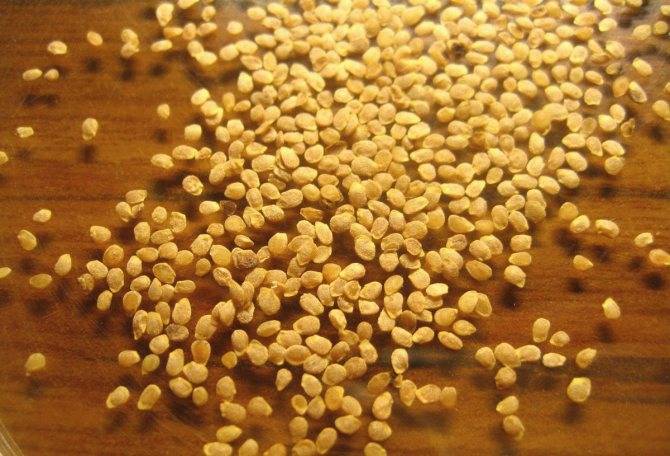Как высаживать рассаду картофеля в грунт – два способа посадки