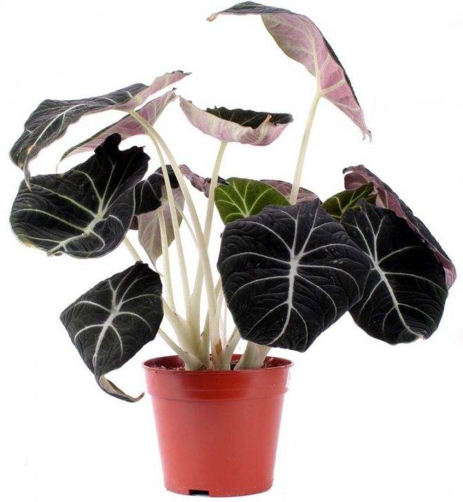 Алоказия (Alocasia) – уход, фото, виды