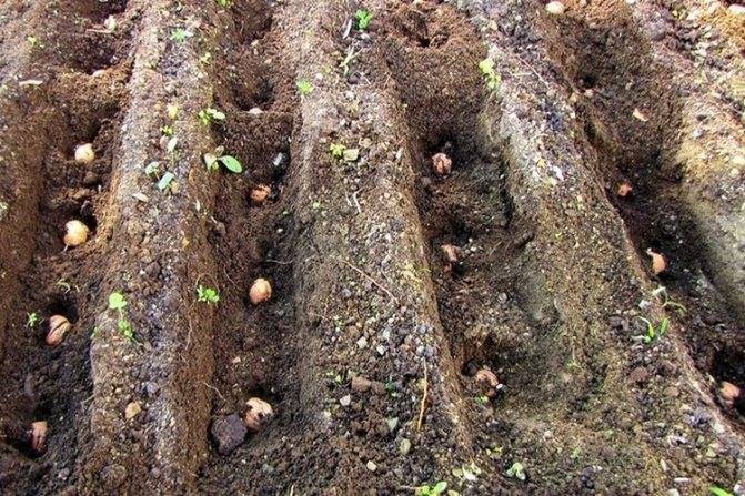 Как вырастить грецкий орех из орешка – можно ли обойтись без стратификации?