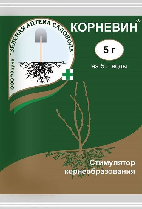 Корневин