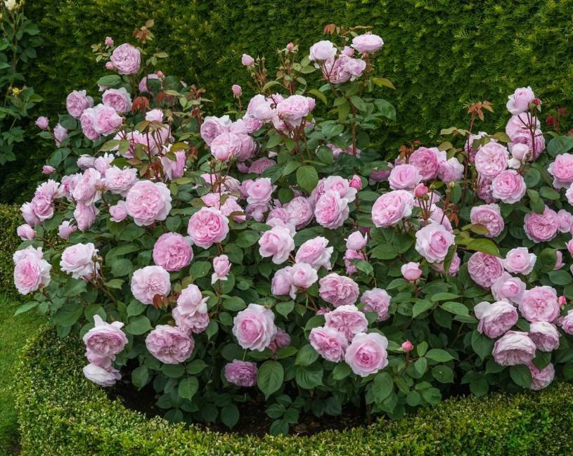 Роза Кимоно: описание, особенности ухода и выращивания, фото