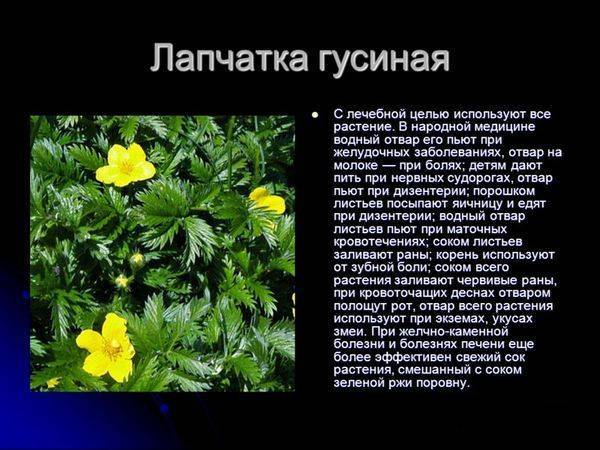 Лапчатка: посадка и выращивание, виды и сорта